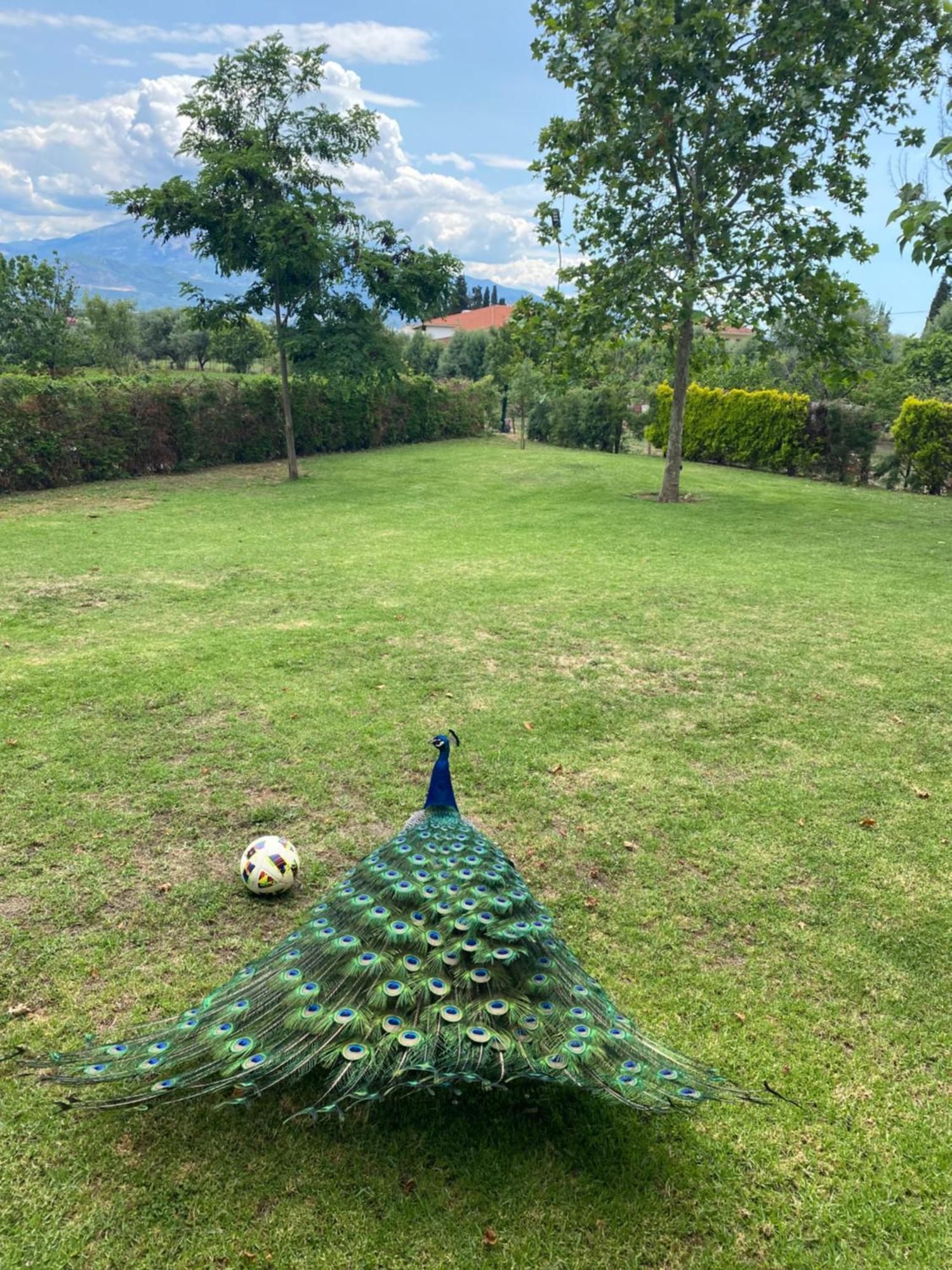 Lavender Farm House 纳弗帕克托斯 外观 照片